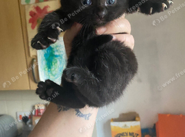 Boy kitten ready in 1 week