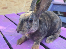 Baby mini rex looking for homes