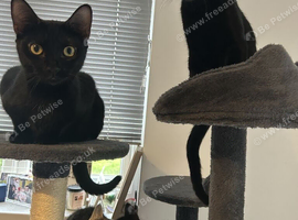 1/4 siamese beautiful kittens ready now