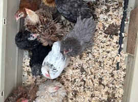 Pekin bantams