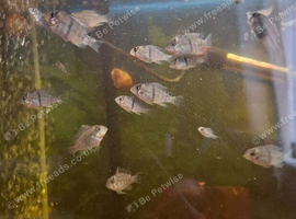 Baby Bandit Cichlids