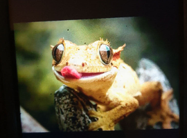 Free re-home geckos