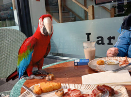 Green wing macaw 7 years tame