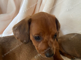 Miniature dachshund