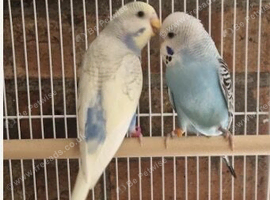 THREE EXOTIC HAND REARED and TAME BUDGIES