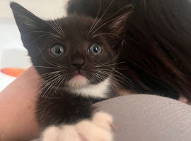 Female kitten & one male