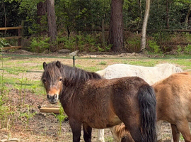 Mini Shetland mare
