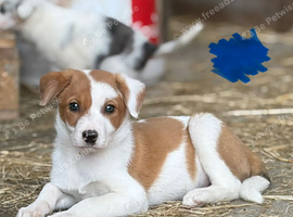 Gorgeous puppies