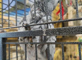 Female African grey parrot for sale