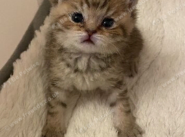 TICA reg Black Golden kittens