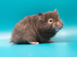Long Haired Male Syrian Hamsters