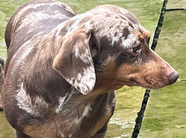 Female Dachshund