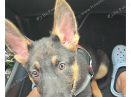 German shepherd