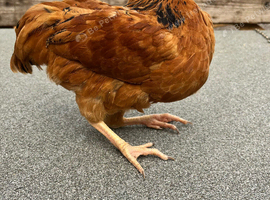 Gold Partridge Wyandotte Cockerel