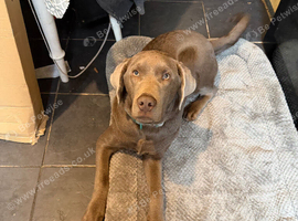 Rehome