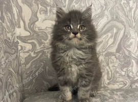 Maine Coon X Ragdoll Long Haired Boy