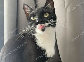 Female cat