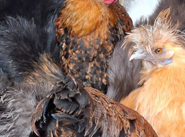 Partridge Wyandotte Bantams