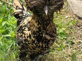 Polish Bantam Hatching Eggs