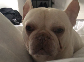 Two frenchies for sale male and  female