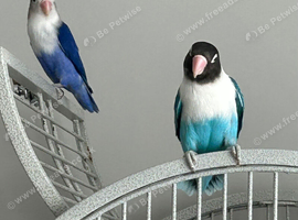 Pair of lovebirds