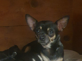 Beautiful chihuahua puppies