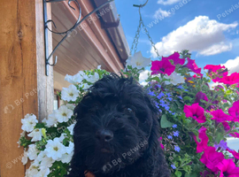 Tiny f1 cockapoo puppys ( just 1 boy &1 girl now available)