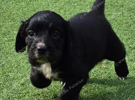 One male cocker spaniel pup available