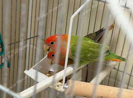 Lovebirds for sale