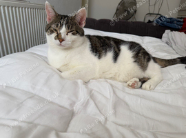 European shorthair