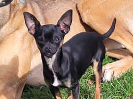 Pedigree Chihuahua stud