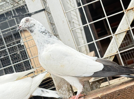 High flyer and fancy pigeons