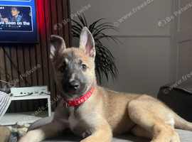 Belgium malinois x husky