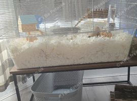 2 x male gerbils
