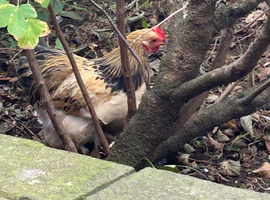 Beautiful pekin bantam cockerel