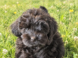Cockapoodle