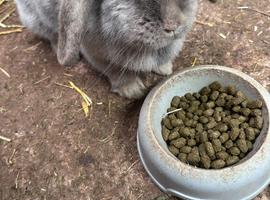 3 year old rabbit