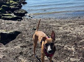 8 month old female lurcher pup