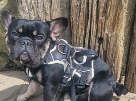 2 yesr old frenchie