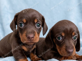 Miniature Smooth Chocolate/Tan Dachshund Puppies