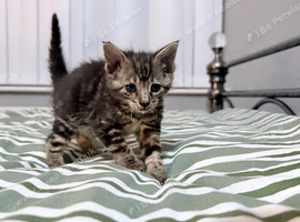 Maine coon cross kittens
