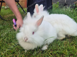 Lionhead buns 1xwhite