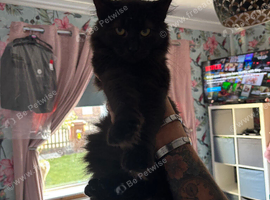 Pure black British long hair cross