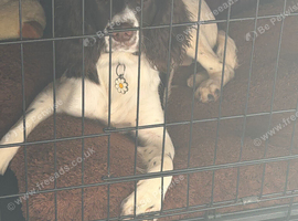 Selling my 20 week springer