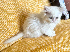 BSH X PERSIAN KITTEN