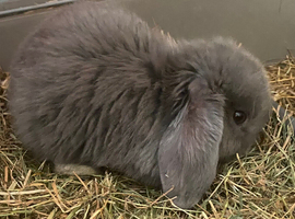 Lilac mini lops