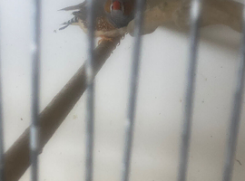 Zebra finches