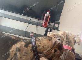 American staff x cane corso