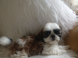 Shih tzu puppies boys and girls