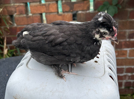 Silkie hybrid and Polish hybrid chicks 4 for &pound;50